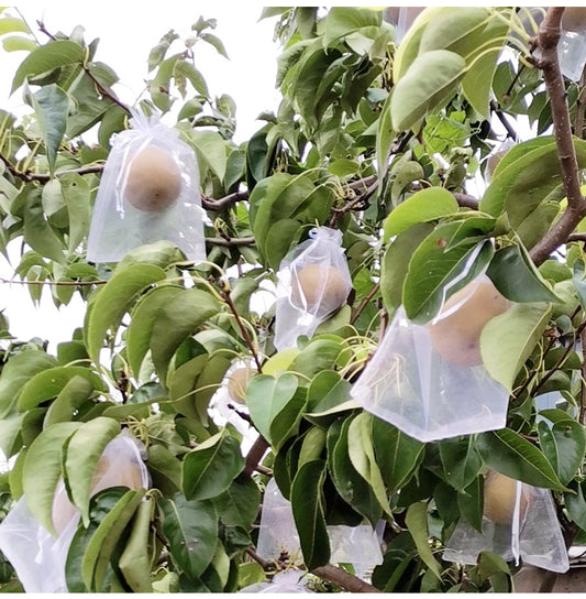 0515 Beg buah