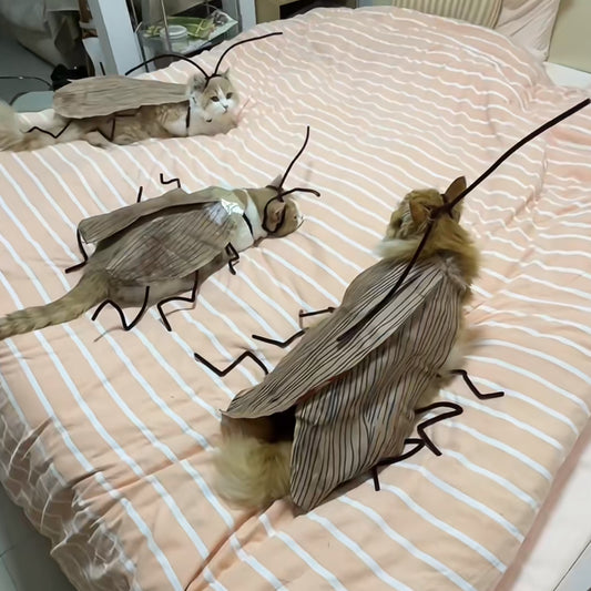 0818 Cat Cockroach Outfit