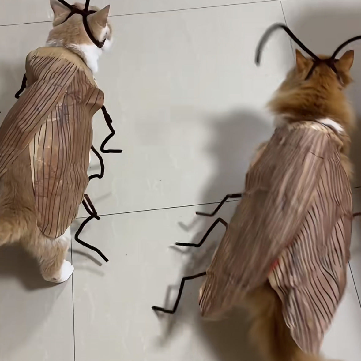 0818 Cat Cockroach Outfit